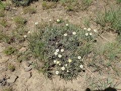 Helichrysum chionosphaerum