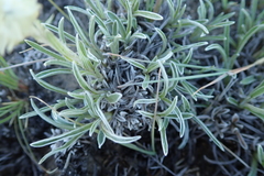 Helichrysum chionosphaerum