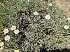 Helichrysum chionosphaerum