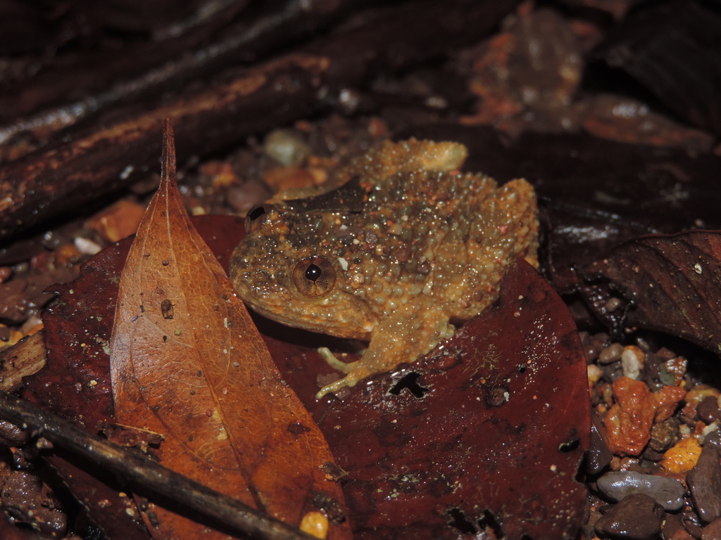 Rough-Backed Frog