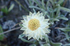 Helichrysum chionosphaerum