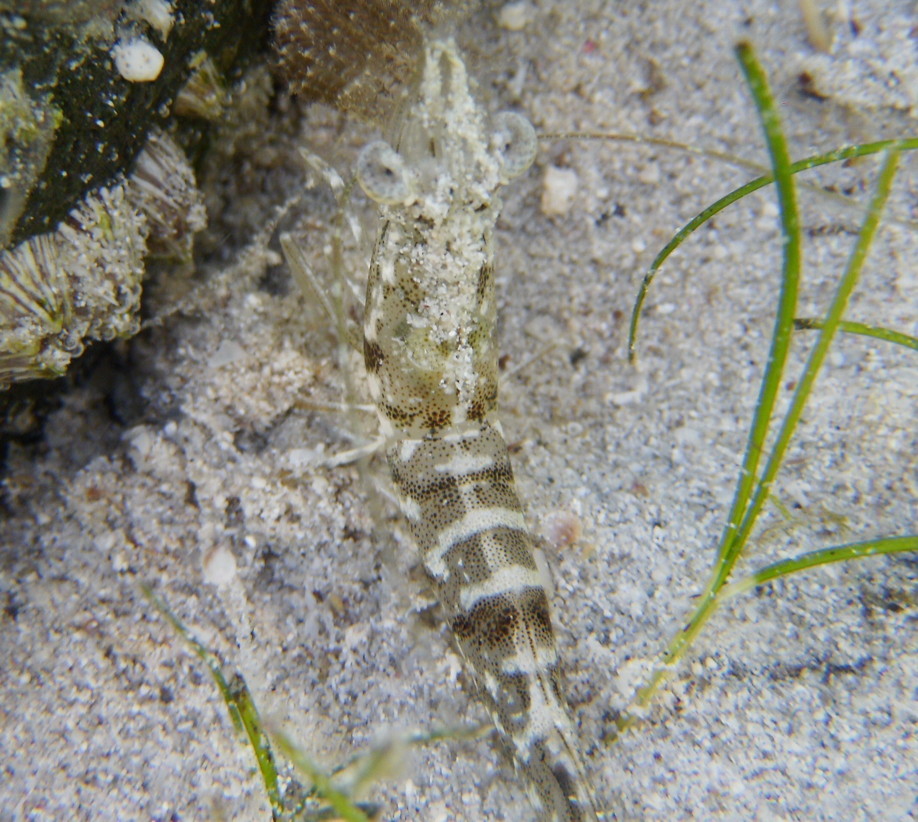 Camarones Colombianos Periclimenes Macho Y Hembra Colemani