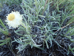 Helichrysum chionosphaerum