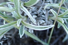 Helichrysum chionosphaerum
