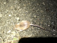 Dipodomys californicus