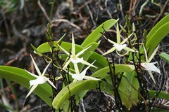 Angraecum praestans