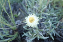 Helichrysum chionosphaerum