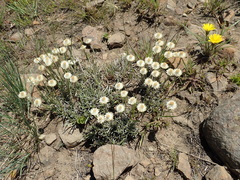 Helichrysum chionosphaerum