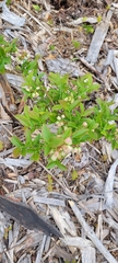 Vaccinium angustifolium image