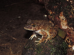 Limnonectes ibanorum