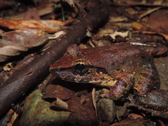 Limnonectes leporinus