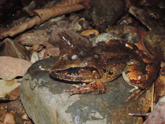 Limnonectes leporinus