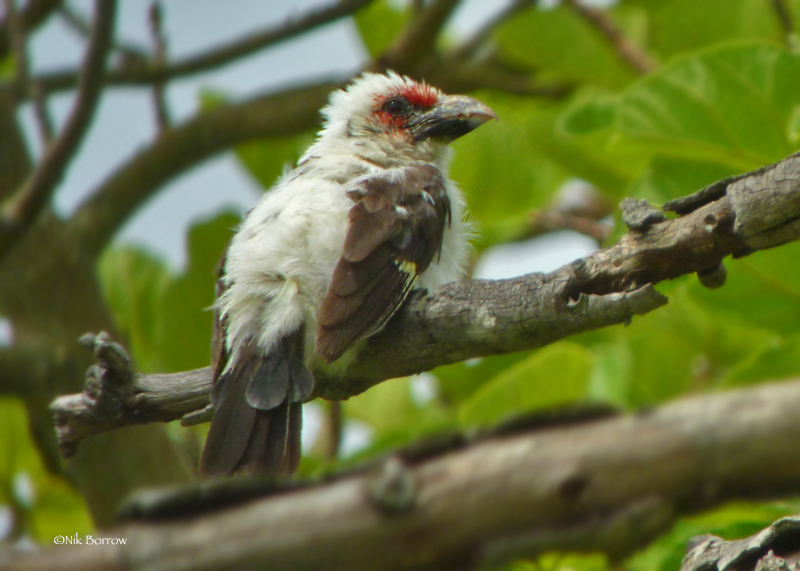 Chaplin's Barbet (Lybius chaplini) photo