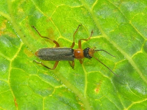 Cantharis lateralis, Zoetermeer, Nederland, photo 8 of 10