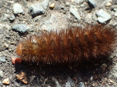 Spilarctia subcarnea