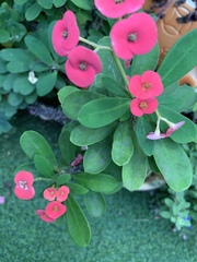 Euphorbia milii splendens