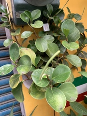 Peperomia blanda