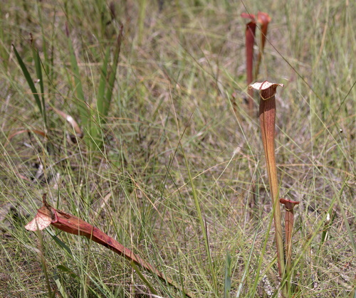 Sarracenia × areolata, photograph 6
