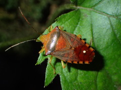 Acanthosoma denticaudum