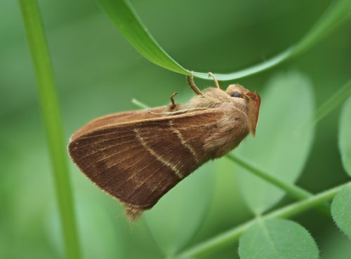 Fox Moth, photo 4 of 8