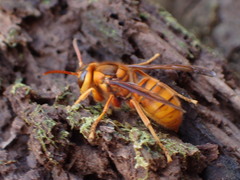 Vespa simillima xanthoptera