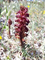 Orobanche sanguinea