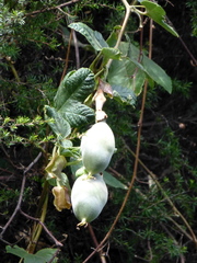 Passiflora × rosea
