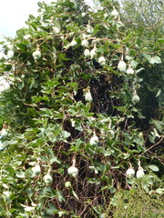 Passiflora × rosea