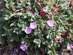 Erodium corsicum