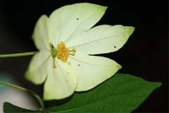 Dalechampia subternata