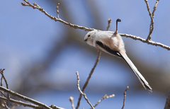 Aegithalos caudatus caudatus