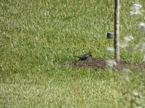 Brown-headed Cowbird photographed in West Virginia