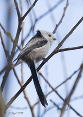 Aegithalos caudatus caudatus