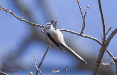Aegithalos caudatus caudatus
