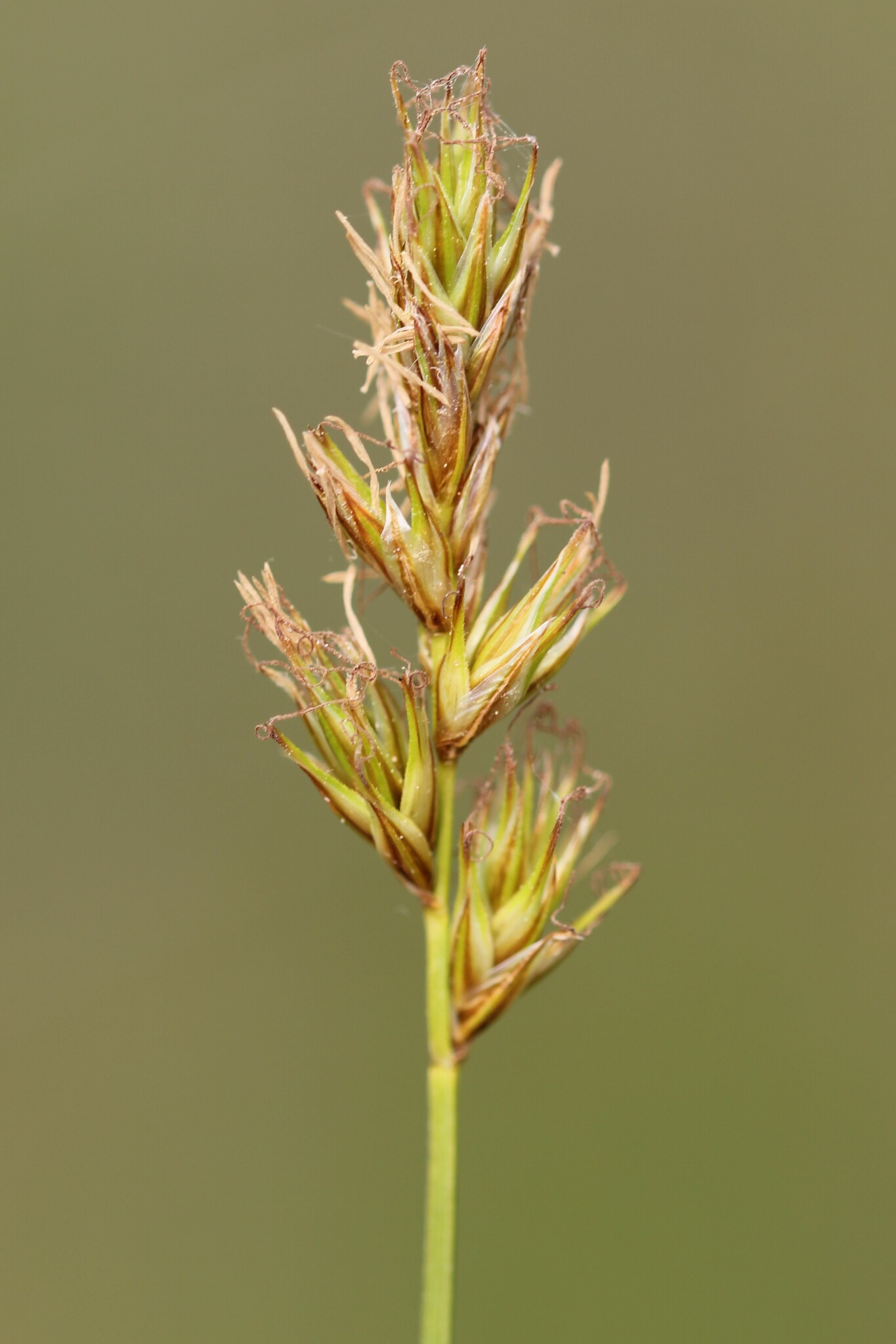 Carex siccata