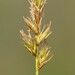 Dry Land Sedge - Photo (c) Quinten Wiegersma, some rights reserved (CC BY), uploaded by Quinten Wiegersma