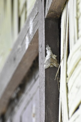 Calliteara horsfieldii