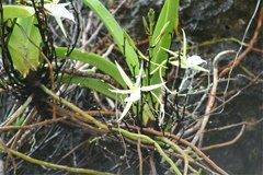 Angraecum praestans