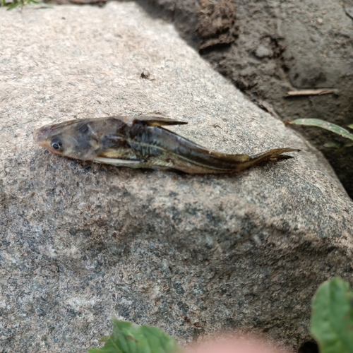 Shining catfish (Tachysurus nitidus) — Bagridae — 3