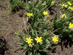 Hypoxis argentea