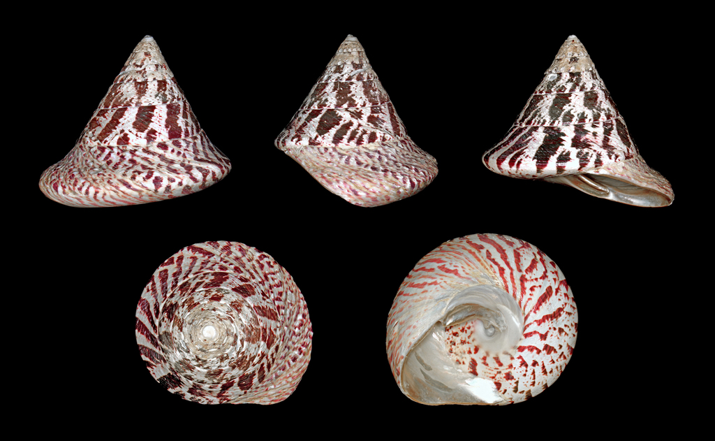 Rochia