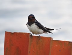 Hirundo rustica