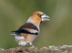Hawfinch photo 3