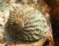 Haliotis cyclobates