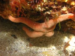 Pseudonepanthia troughtoni