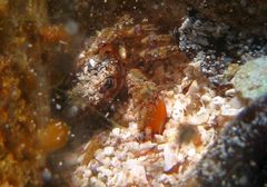 Litocheira bispinosa