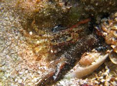 Litocheira bispinosa