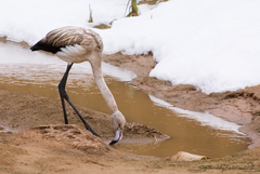 Greater Flamingo photo 6