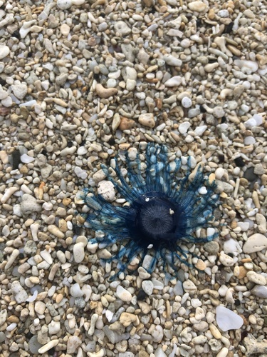 Porpita porpita, 2023-06-03