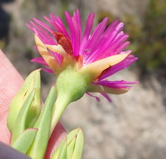 Ruschia duthiae